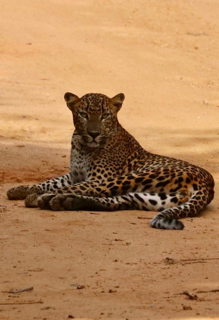 Leopard im Yala-Nationalpark, Sri Lanka
